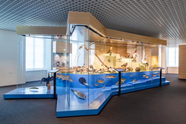 Vitrine Naturmuseum Solothurn